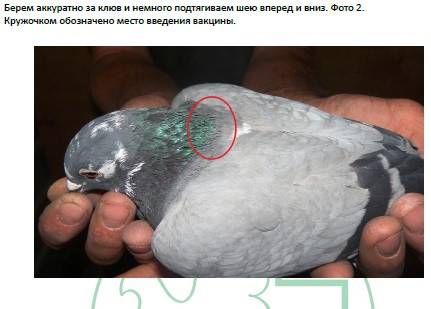 Ласота для голубей и птиц: описание, инструкция, дозы