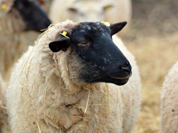 Особенности содержания овец породы прекос, правила кормления и преимущества породы