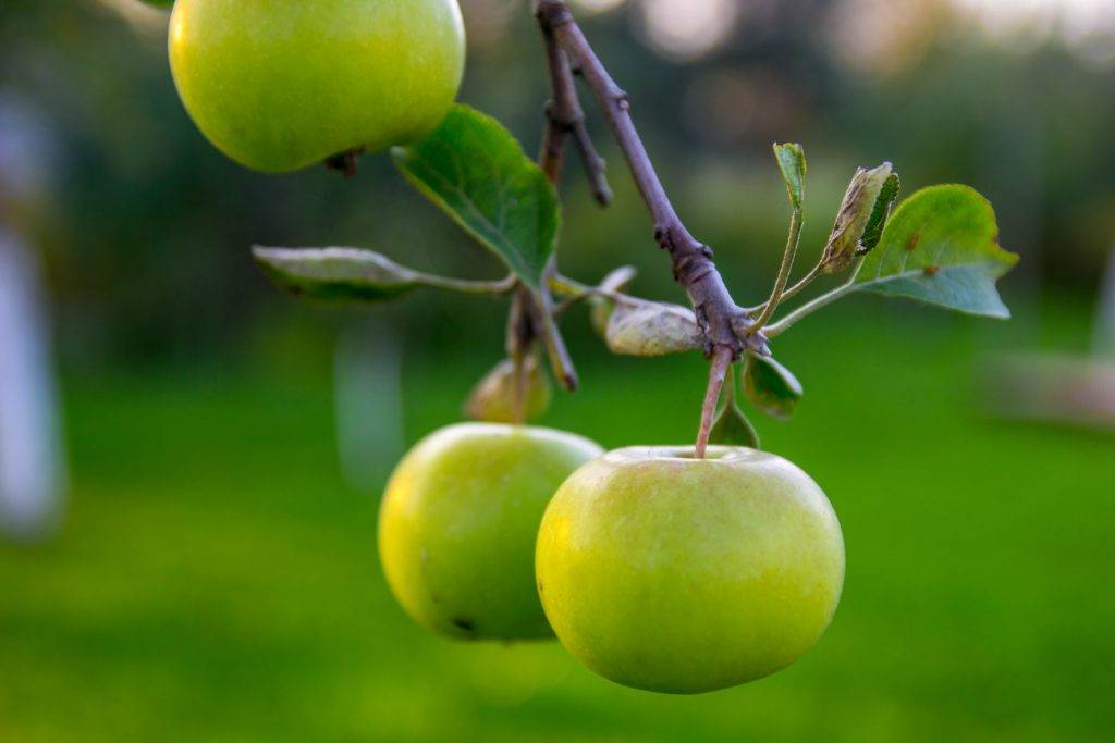 Аллергия на яблоки | компетентно о здоровье на ilive