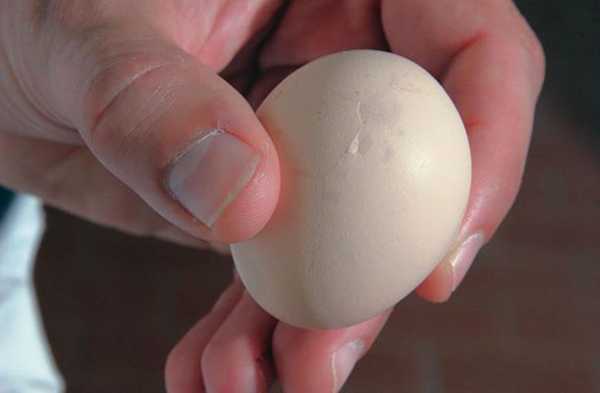 Куры несут яйца с мягкой скорлупой - что делать и почему мягкая, слабая и тонкая у куриных яиц