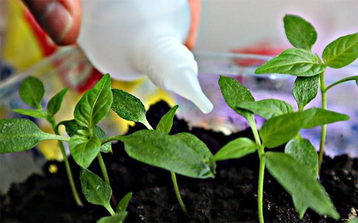 Перекись водорода для растений и семян: свойства, когда целесообразна, рецепты