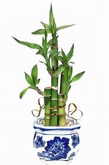 Как вырастить бамбук в домашних условиях: из семян, из отростка, как размножить взрослое растение selo.guru — интернет портал о сельском хозяйстве