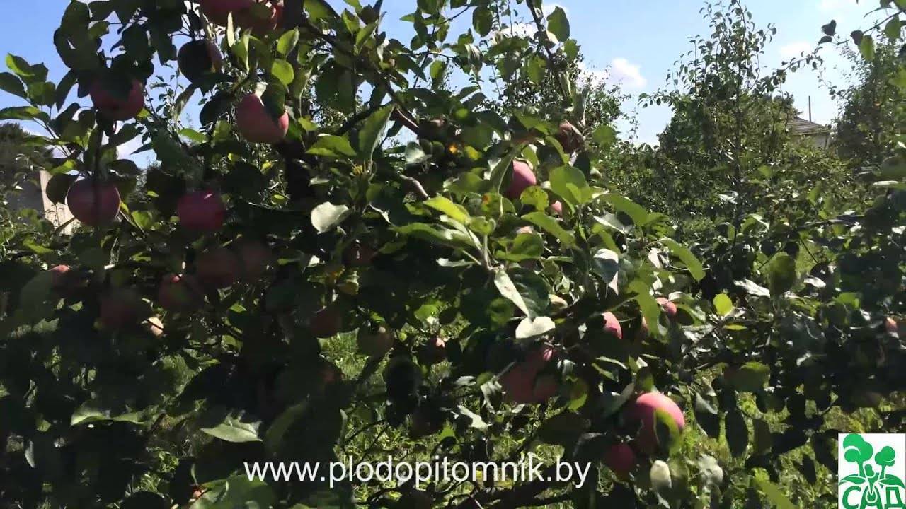 Слава победителям яблоня: описание и характеристика сорта