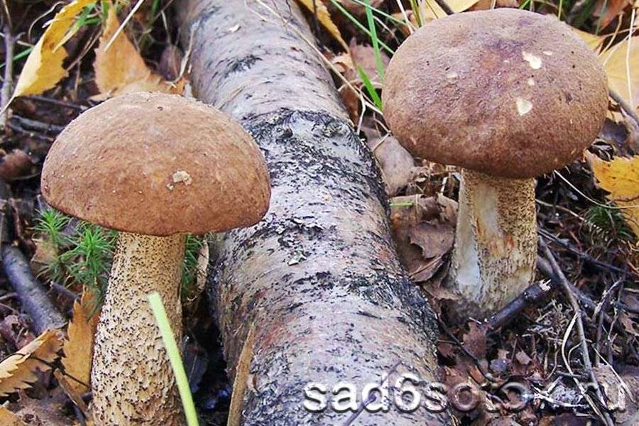 Как выглядит гриб подберезовик: описание и фото