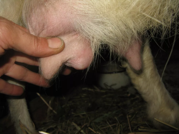 Маститы у коз: признаки и лечение