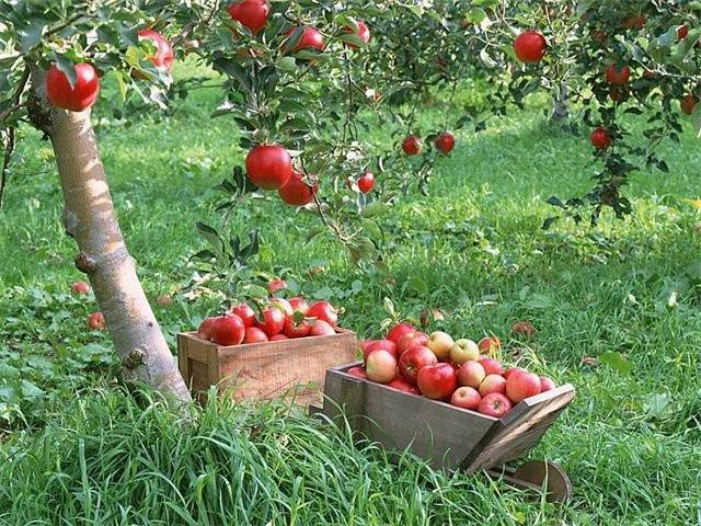 Подвой для яблони, разновидности и особенности выращивания, в том числе из семян