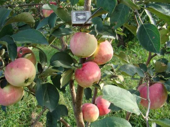 Яблоня зимостойкая башкирский красавец: описание сорта, характеристики, выращивание - про сорта