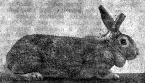 Кролики шиншилла (31 фото): описание советской породы, особенности разведения шиншилловых кроликов