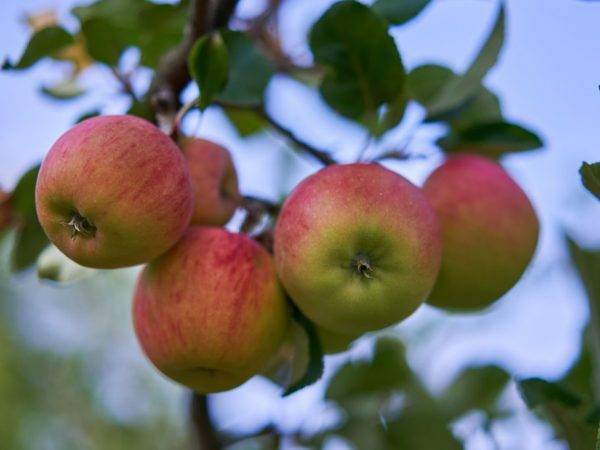 Яблони для сибири: сорта с фото и описанием