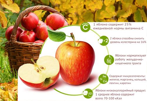 Сколько калорий в яблоке – изучаем привычный фрукт под микроскопом