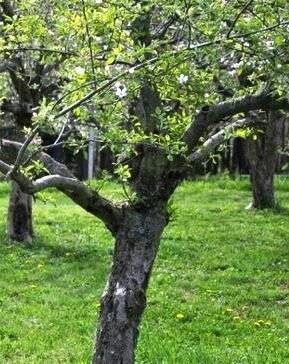 Подкормка яблони и груши весной: план подкормки в начале цветения, середине и конце весны, виды подкормок