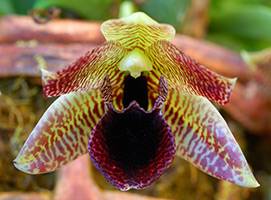 Полноценные посадка и уход за орхидеей в домашних условиях
