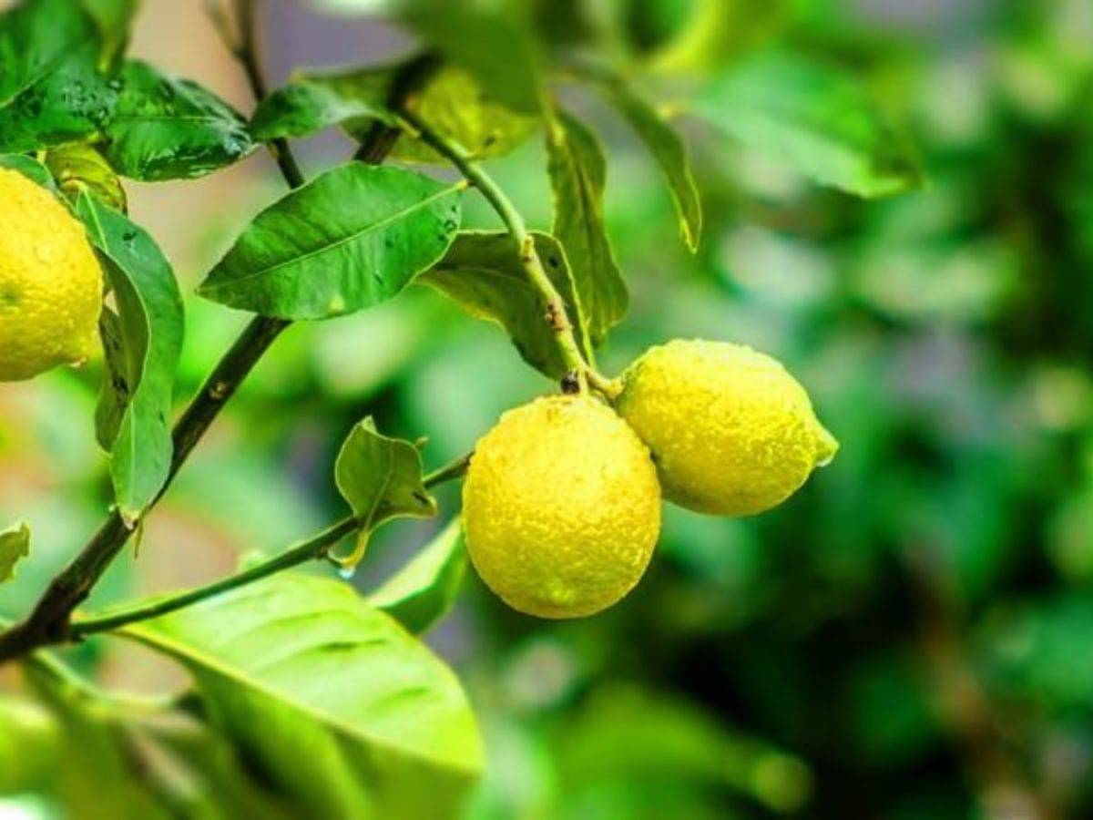 У лимона опали листья: почему комнатное растение сбросило все свои органы для фотосинтеза, что делать и как оживить его?дача эксперт