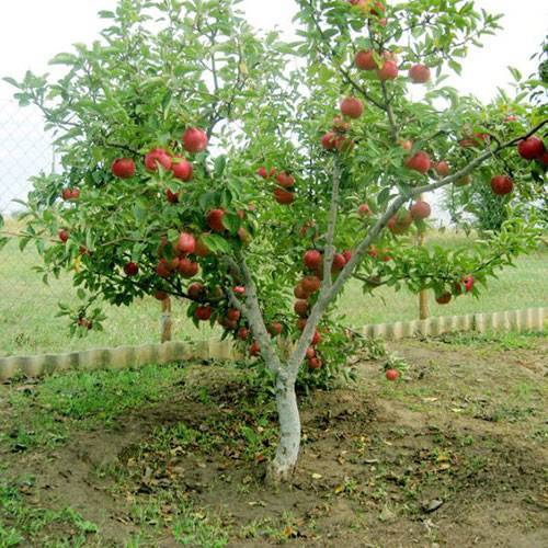 Яблоня мельба: описание и характеристики сорта, фото плодов и отзывы садоводов, а также рекомендации по уходу и выбору соседей-опылителей