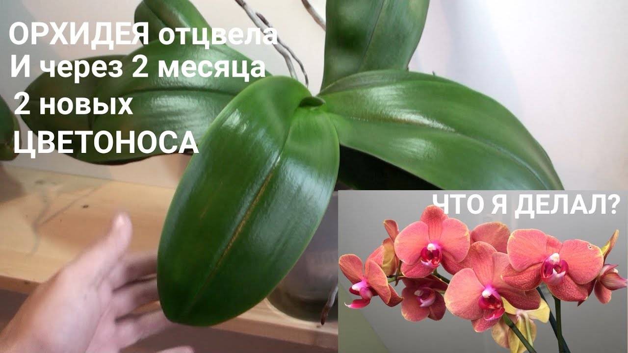 Орхидея отцветает, что делать дальше: когда цветонос должен отцвести, как нужно ухаживать за цветком после цветения и когда это должно произойти