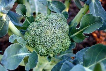 Капуста брокколи: выращивание и уход в открытом грунте