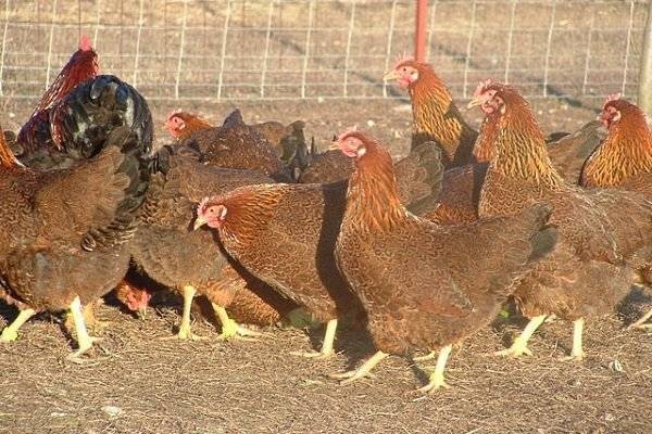 Курица плимутрок, полосатый и куропатчатый петух особенности