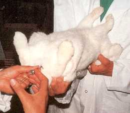 Искусственное осеменение кроликов: оборудование, технология, рентабельность