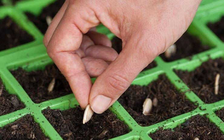 Как сажать кабачки рассадой в открытый грунт – дачные дела