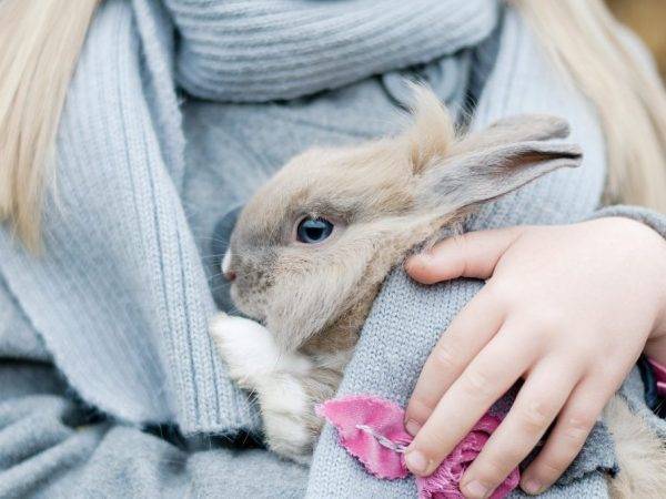 Сколько живет декоративный кролик — продолжительность жизни питомца в домашних условиях