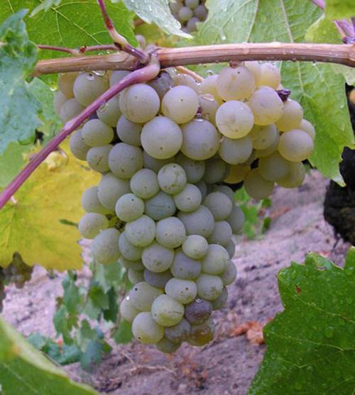 Сорта винограда для подмосковья с описанием и фото, советы по уходу