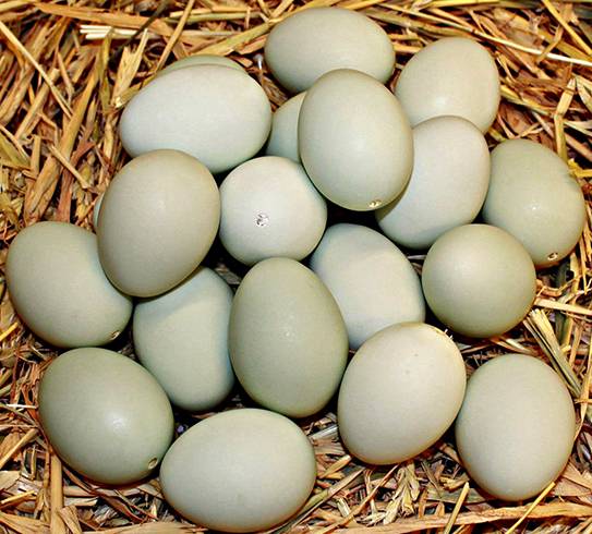 Утиные яйца можно ли есть: польза и вред, как готовить, чем полезны