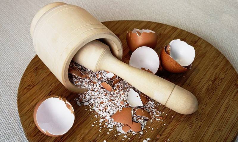 Почему мы не едим индюшиные яйца - со вкусом