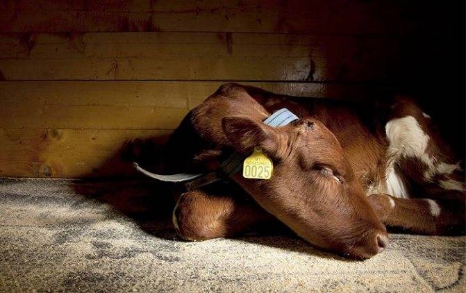 Kursov parez (история болезни крупного рогатого скота (коровы) с диагнозом послеродовой парез (coma puerperalis))