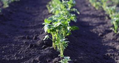 Удобрение для картофеля при посадке, что использовать весной