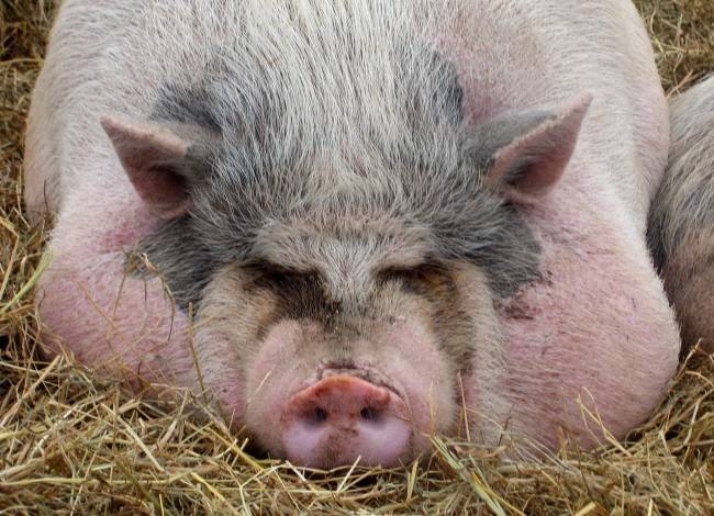 Чем и как кормить свиней? корм и витамины для быстрого роста. чем питаются поросята в домашних условиях? нормы правильного кормления и эффективный откорм