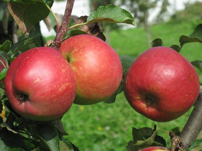 Как вырастить яблони сорта "жигулевское" у себя в саду