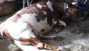 Корова не может встать на задние ноги — причины и что делать?