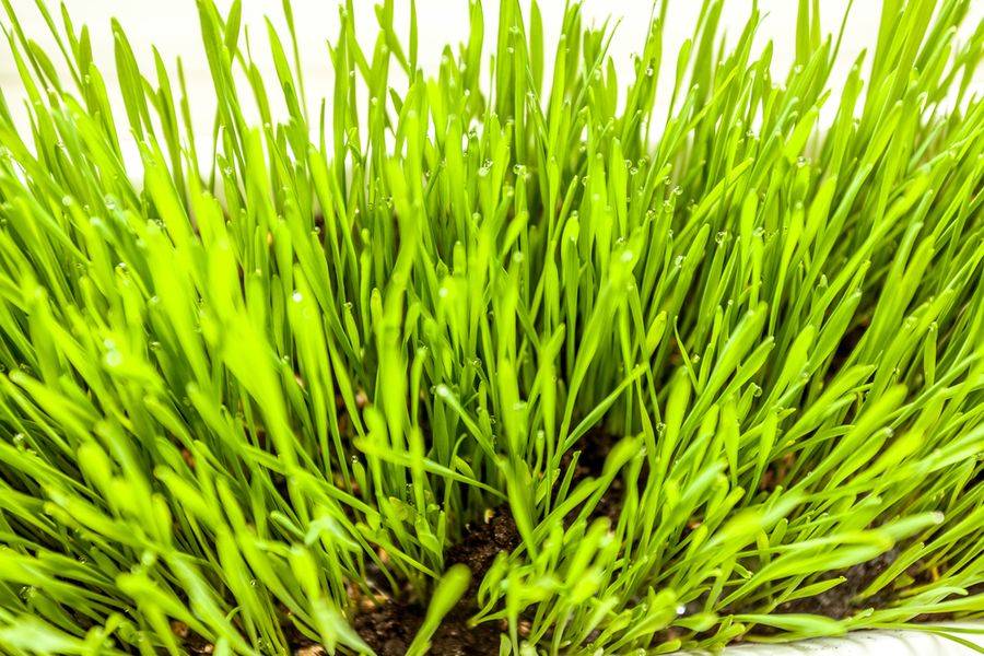 Многолетняя трава овсяница: виды с фото и видео, описание разновидностей этого злака для выращивания