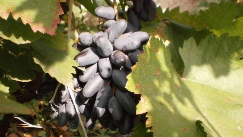 Виноград без косточек: девять самых известных разновидностей