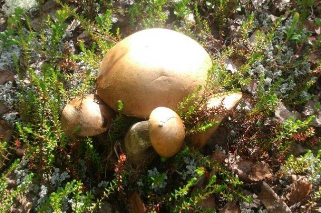 Лесные съедобные грибы с фото, названиями и описанием