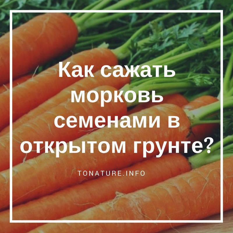 Как сажать морковь семенами в открытом грунте: когда садить, как сеять