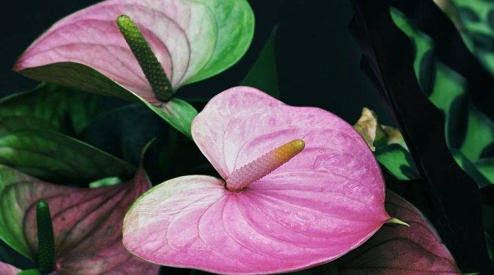 Антуриум - сорта, виды и описание как вырастить. 130 фото цветущего растения