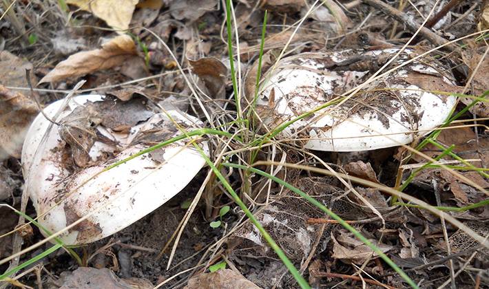 Где растут грибы грузди: в каких лесах их искать