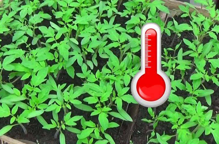 Температура для рассады перцев – оптимальная, минимальная при выращивании в домашних условиях