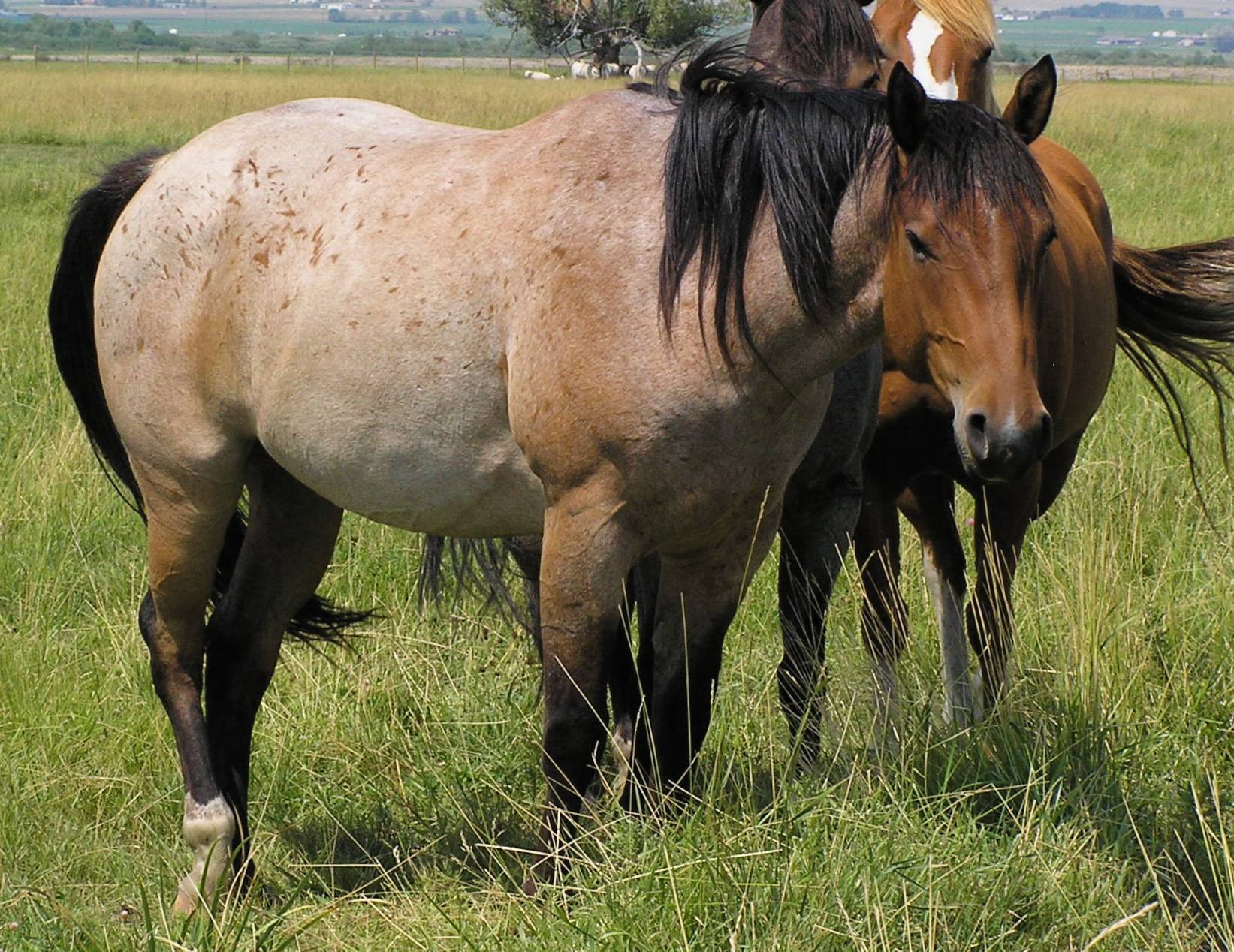 Чалая масть лошадей различных цветовых отмасток, цветов, способы определения масти и окраса