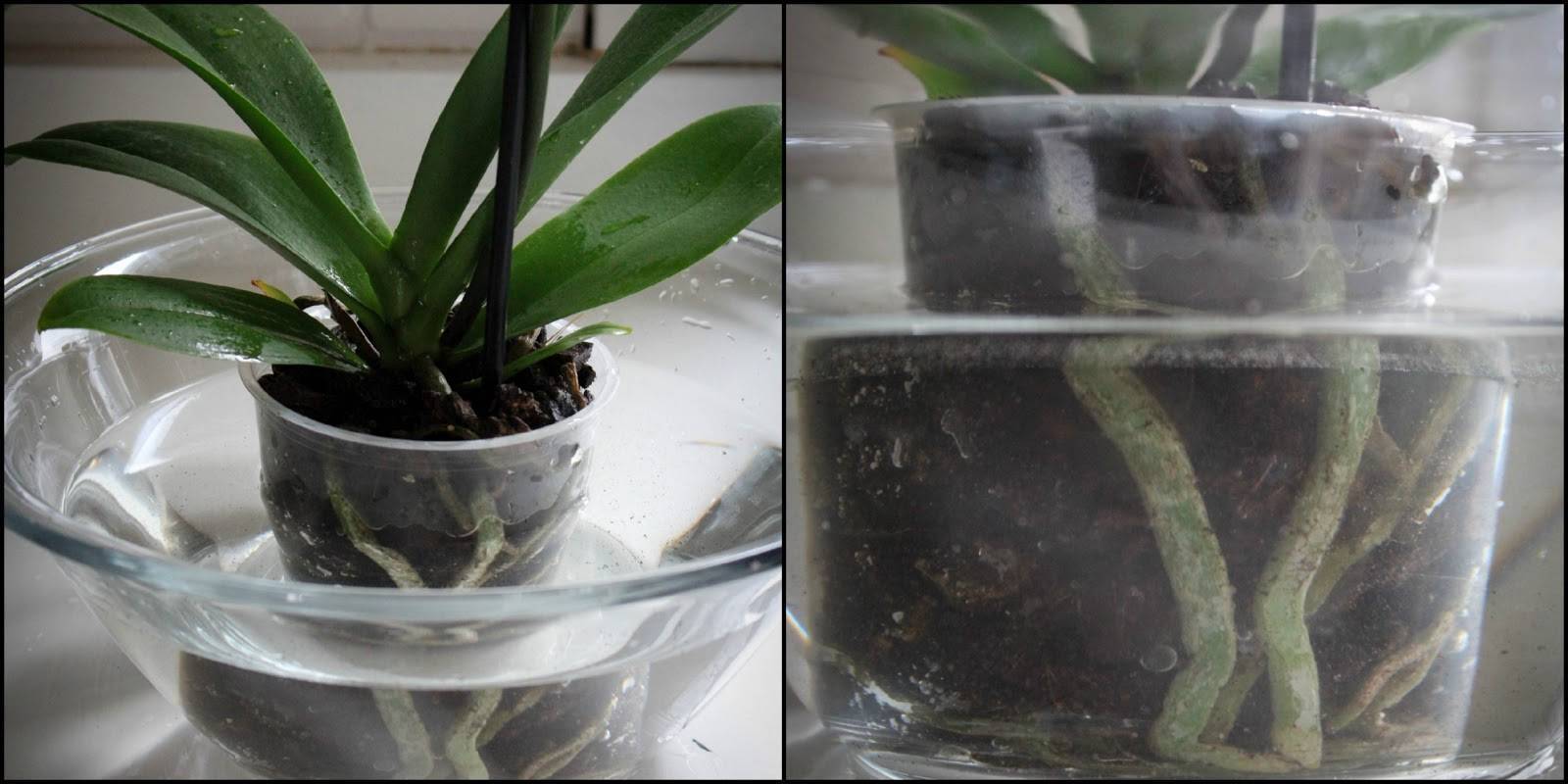 Подкормка орхидеи дома: состав удобрений и время внесения