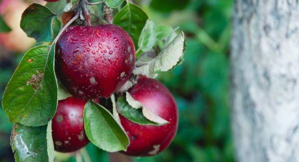 Выращивание и уход за сортом яблони лобо