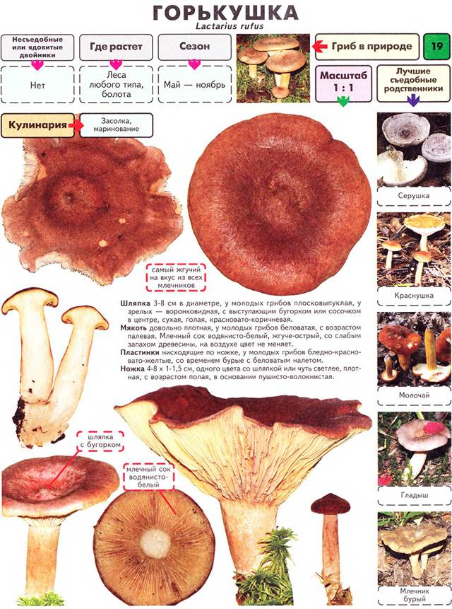 Условно-съедобный гриб гладыш