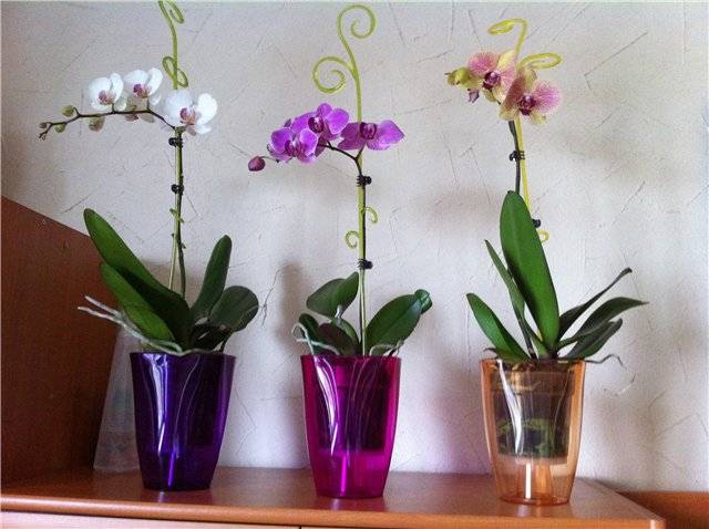 Грунты для орхидей