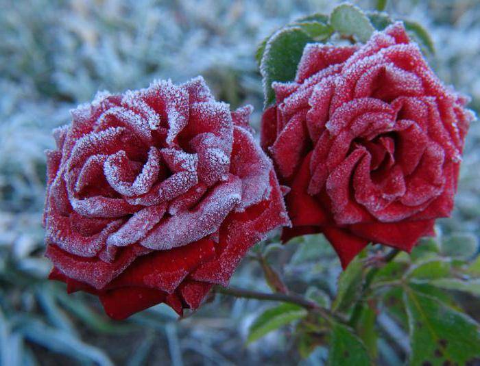 Как укрывать розы на зиму в сибири