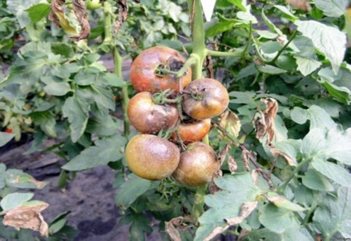 Как вырастить помидоры в дождливое и холодное лето, чтобы они всегда радовали вас хорошим урожаем!