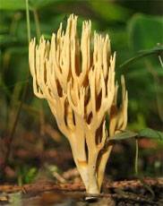 Съедобные и несъедобные ядовитые грибы оленьи рожки: как приготовить, где растут, как выглядят