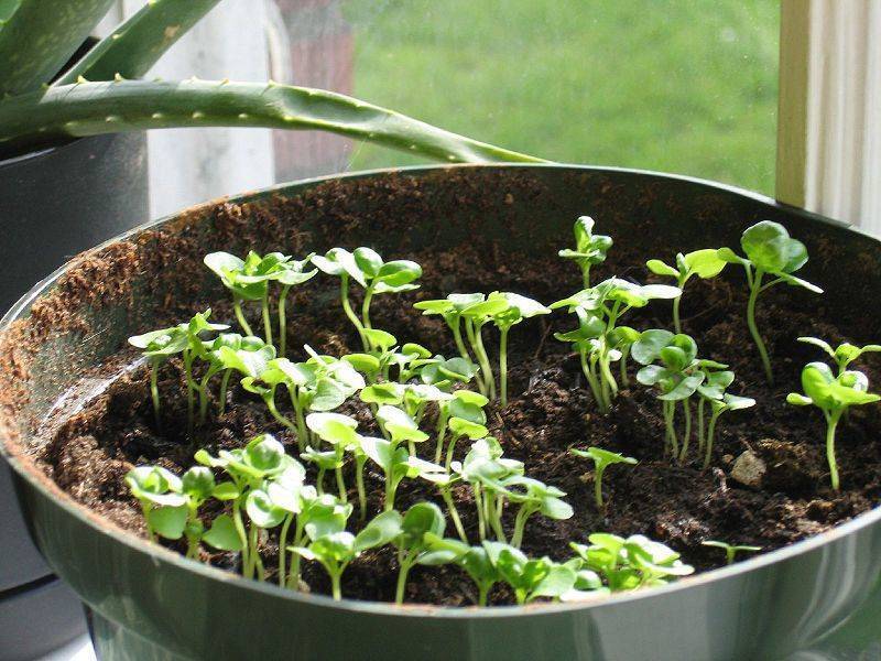 Базилик на подоконнике: выращивание из семян