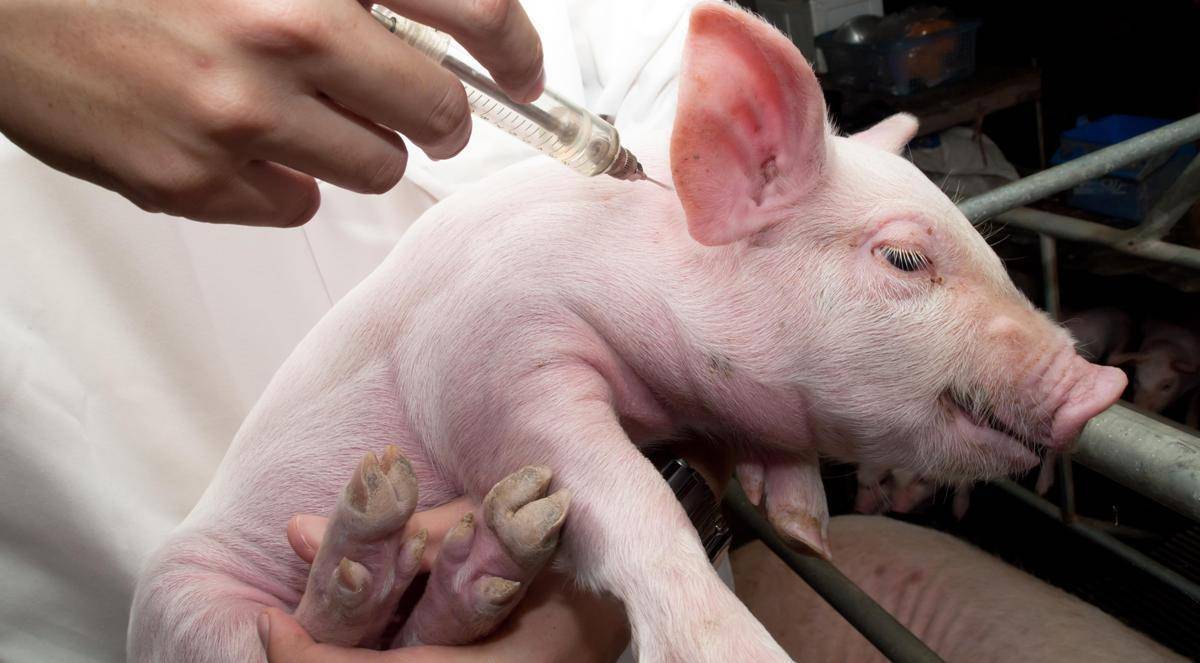 Симптомы и лечение глистов у свиней в домашних условиях народными средствами и препаратами