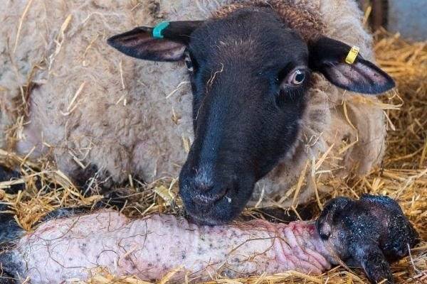 Беременность овец: сколько месяцев длится период беременности у овечки и как ее определить в домашних условиях?